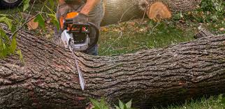 How Our Tree Care Process Works  in  Goshen, AR