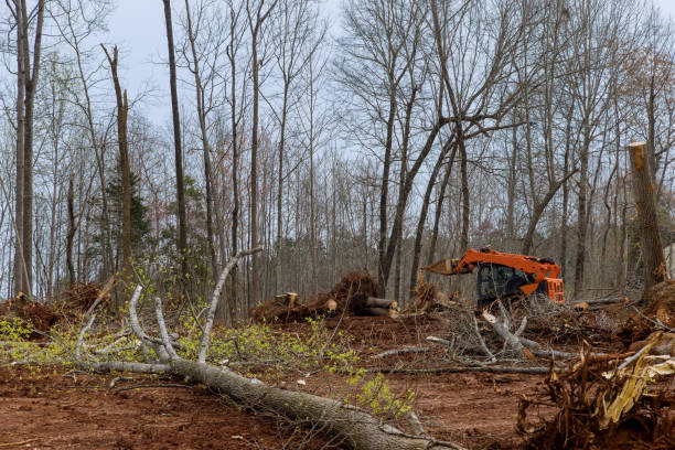 Reliable Goshen, AR Tree Services Solutions