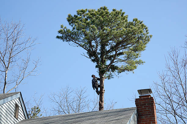 Best Arborist Consultation Services  in Goshen, AR